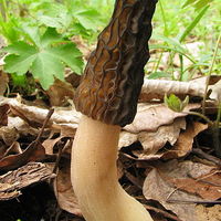 Morchella elata 