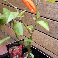Ghost chilli almost ready for takeoff