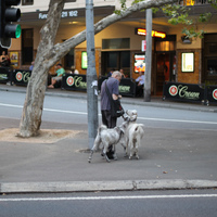 pulse walking his pet goats
