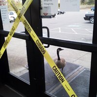 Attack_Goose