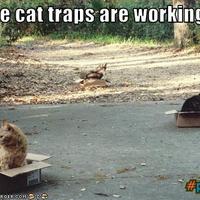 Cat Traps