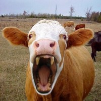 Cowpire