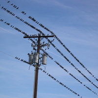 Birds on a Wire