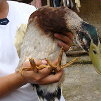 a ducken