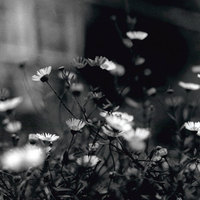 flowers b&w