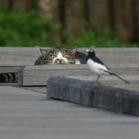 Stealth pussy cat...