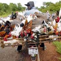 How does bird flu spread..?