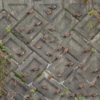 Sparrows roosting...