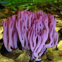 Clavaria zollingeri