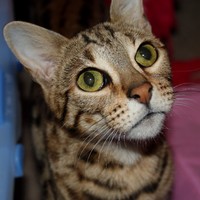 Mean Cat