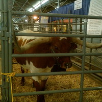 not Bevo