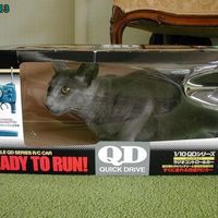 remote control cat rules!