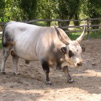 European "long horn"