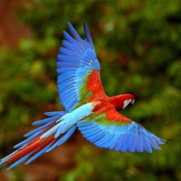 Dazzling color on the wing