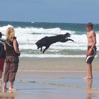 leap dog