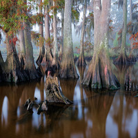 The magical forest