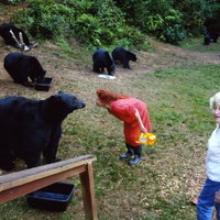 Bear Lady of Yachats, OR