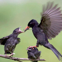 Step up for dinner