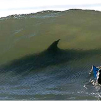 SHARK SURFER
