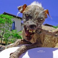 Halloween Puppy    HAHA