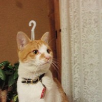 what is the cat thinking?