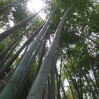 bamboo