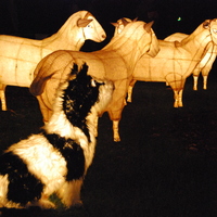 Chinese Lantern Festival (last one)