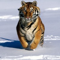 Siberian Tiger