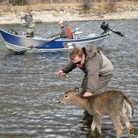 Oh Deer
