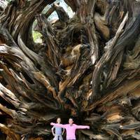 toppled Giant Sequoia