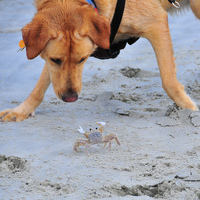 Dog vs Crab, the ultimate battle!