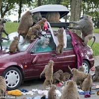 MONKEY ATTACK