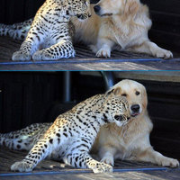 nice kitty nice kitty