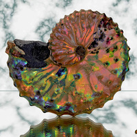 gem ammolite