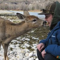 Oh Deer