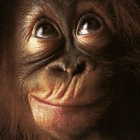 Orangutan