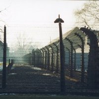 Caged like Animals