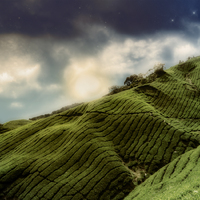 tea field