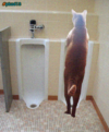 no more litterbox...