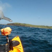 Playful whales