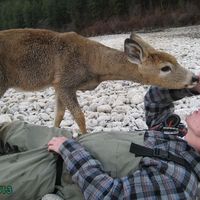 Oh Deer