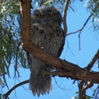 Big_Bird