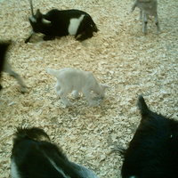 goat booty for pulse
