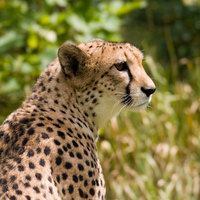 Cheetah