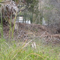 gator nest