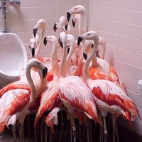 FIGHTING FER THE URINAL