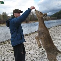 Oh Deer
