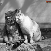 a couple of great pussy shots