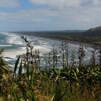 Muriwai