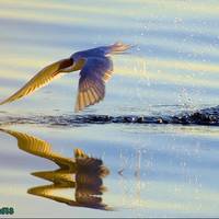 Diving bombing birdie